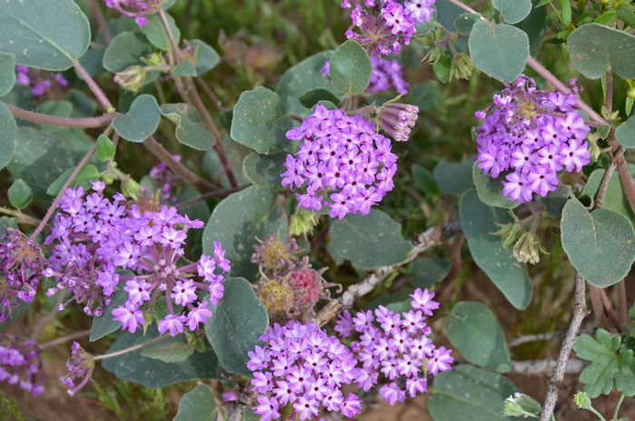 Abronia villosa, Desert Sand Verbena